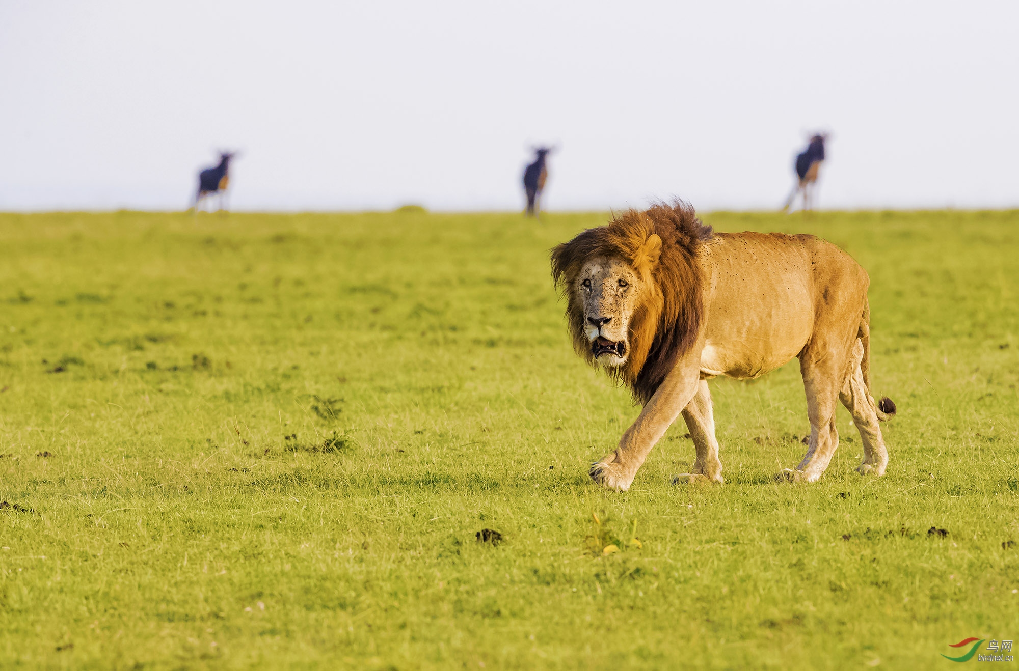 非洲草原——雄狮