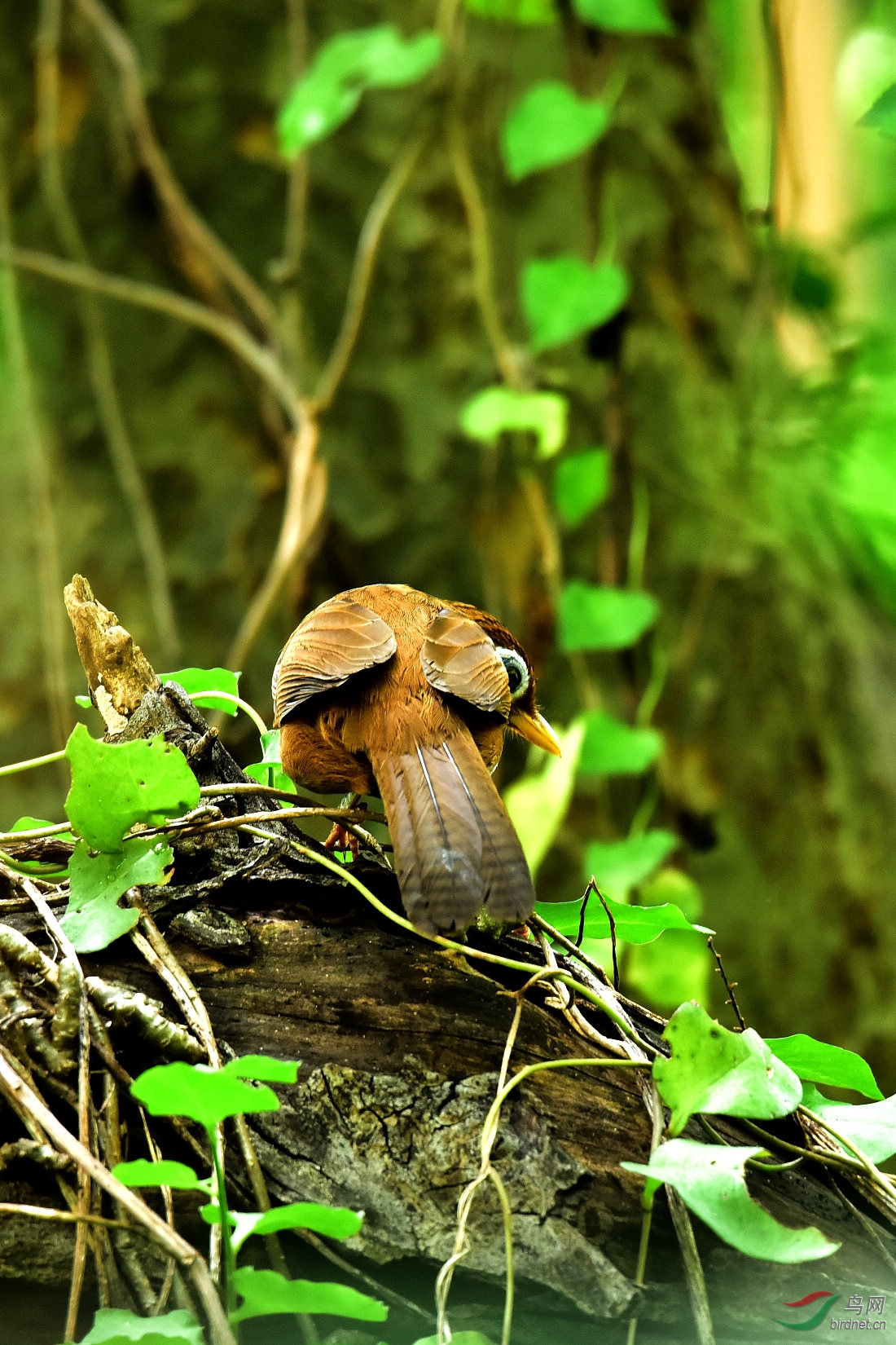 DSC_0106.JPG