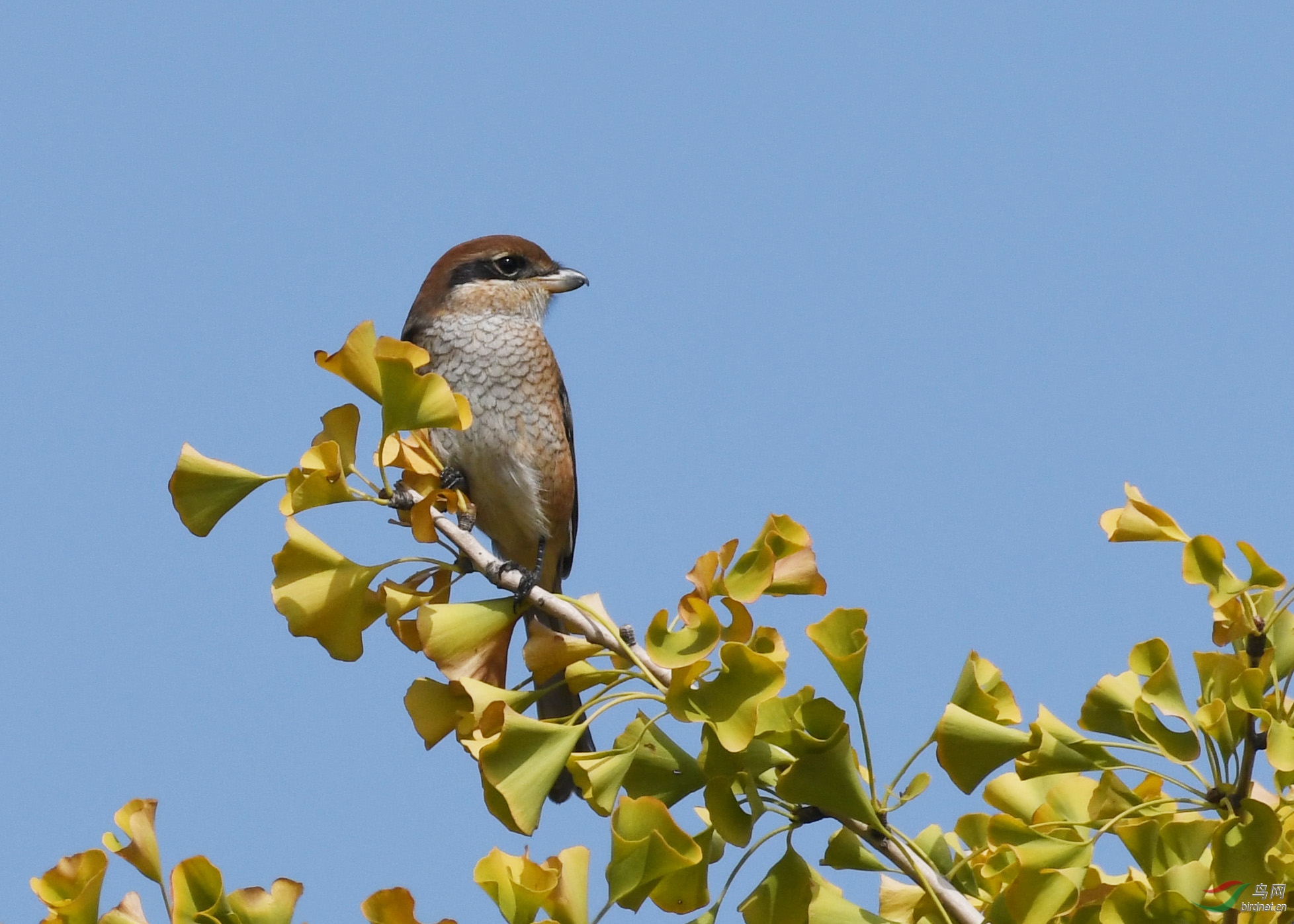 ������Ӱ 1184����.jpg