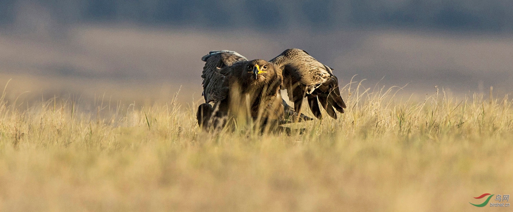 BW4Q2565 - ���� (2) - ���� - ����.jpg