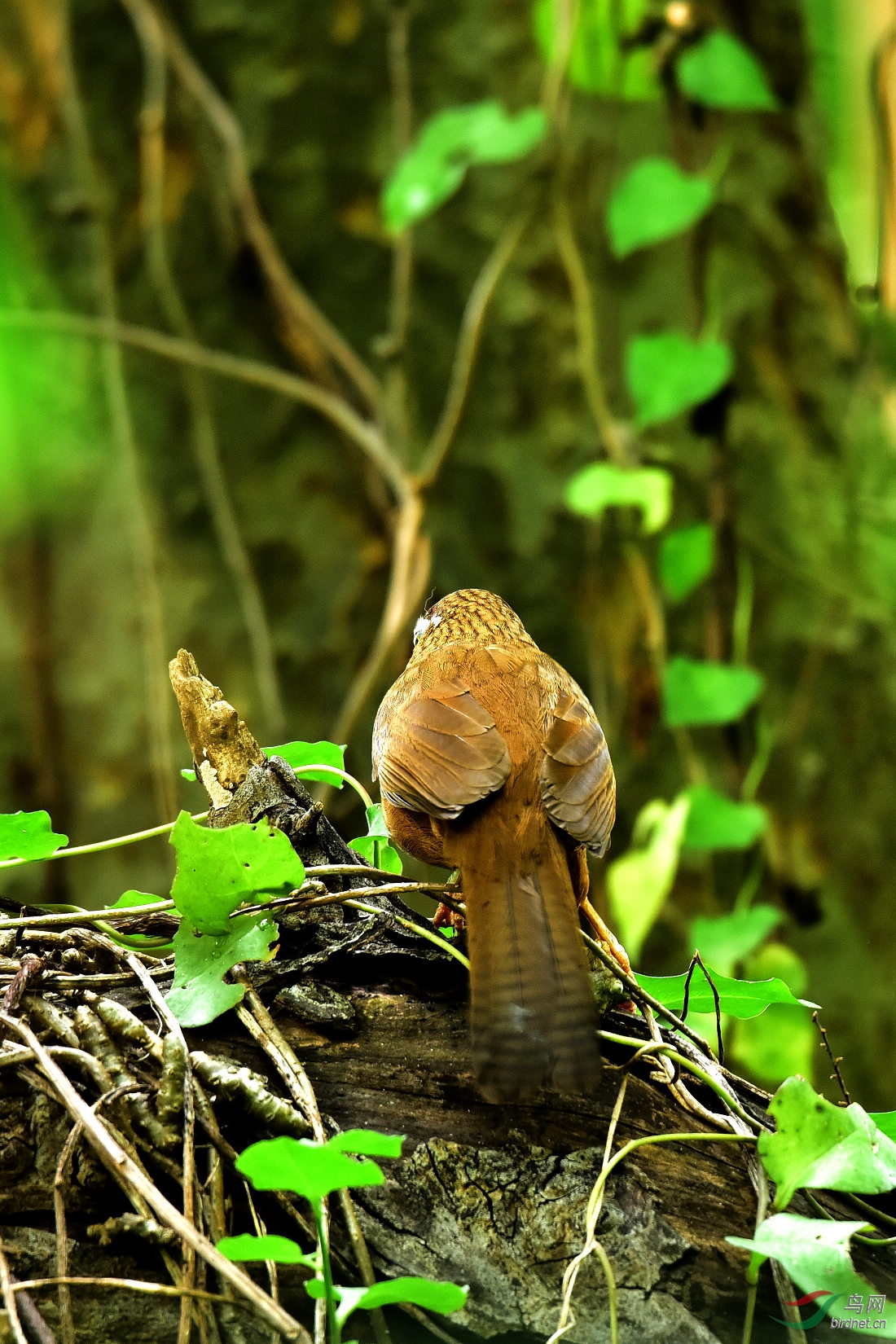 DSC_0108.JPG