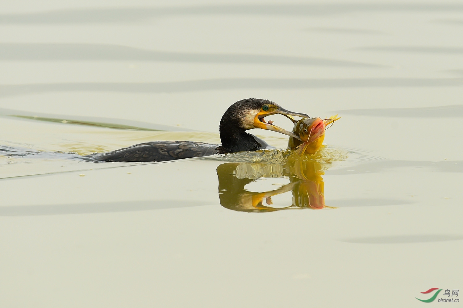 DSC_7179fb.jpg