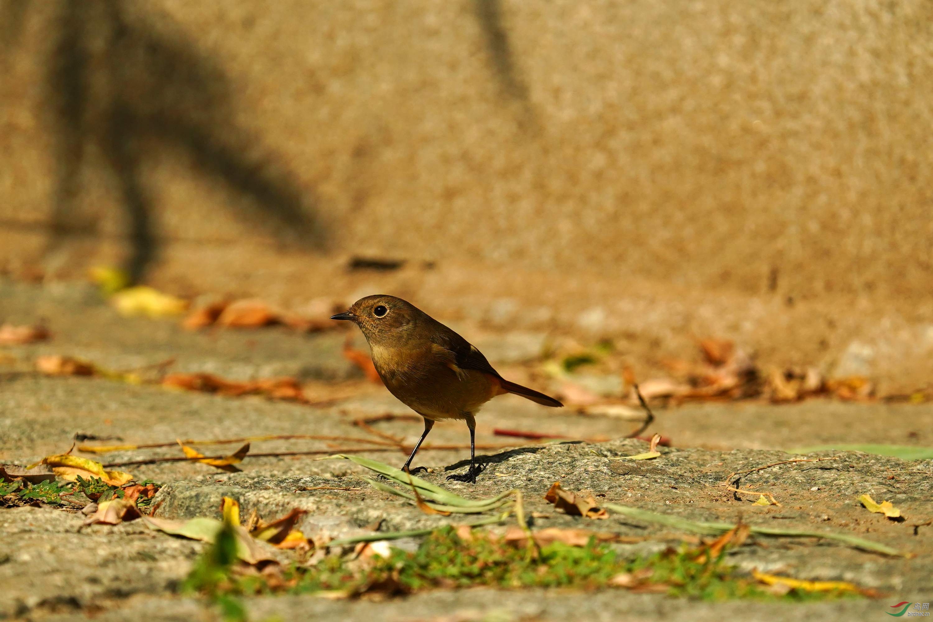 DSC09047_副本.jpg