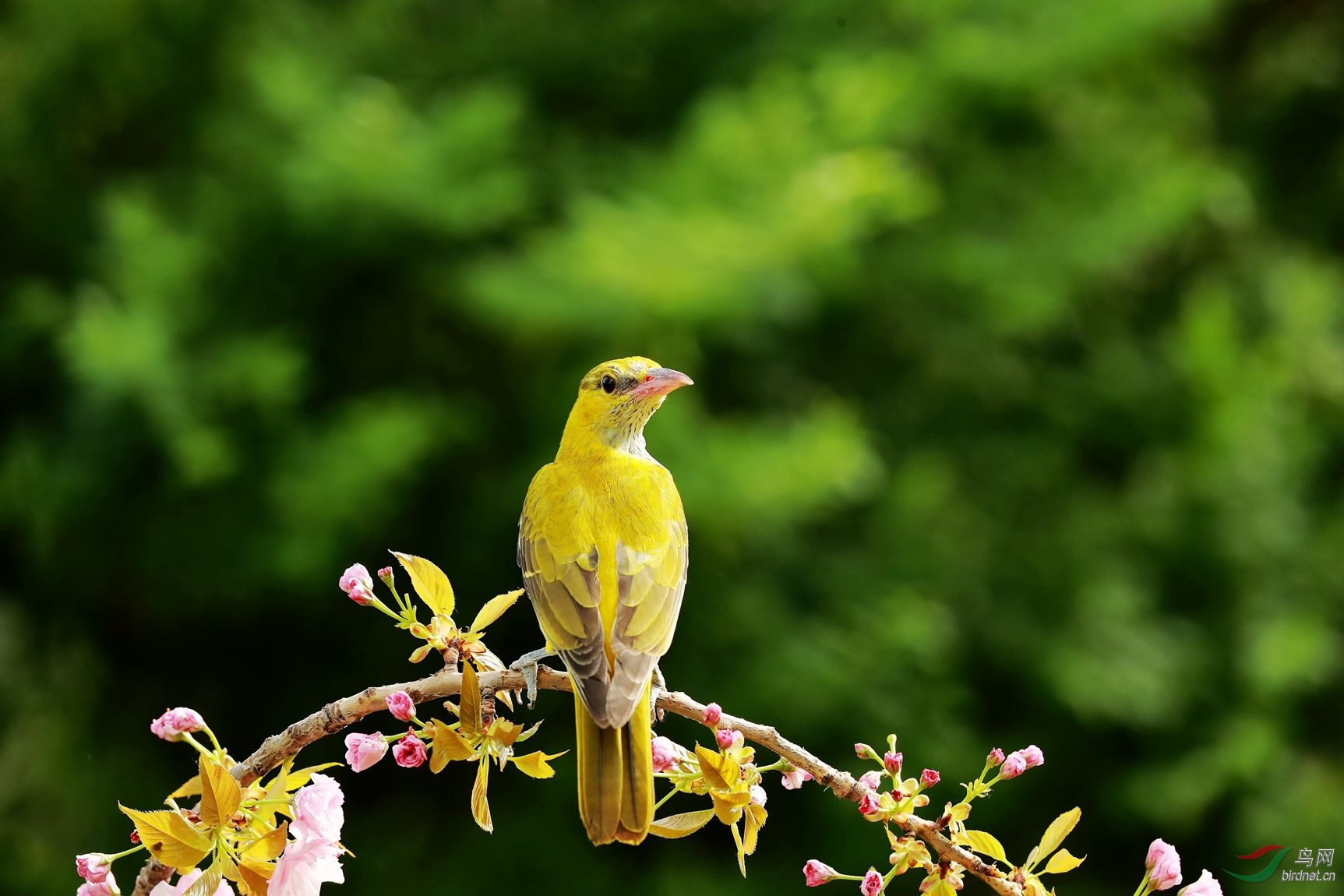 黄鹂鸟图片简单图片