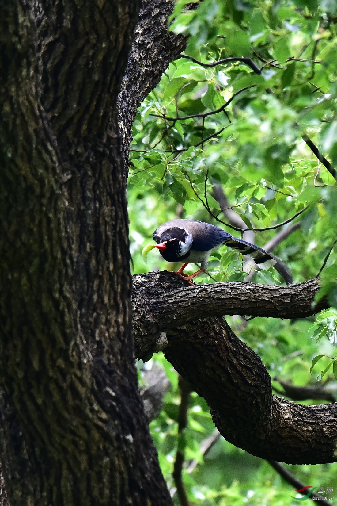 DSC_0521.JPG