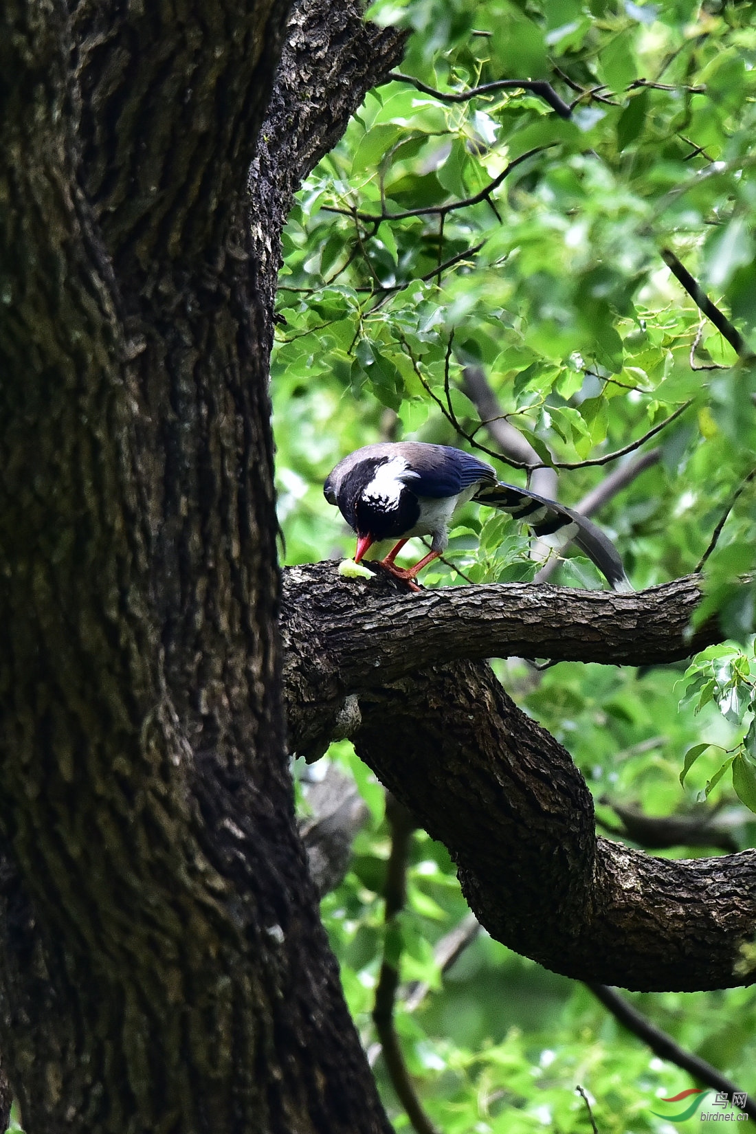 DSC_0522.JPG