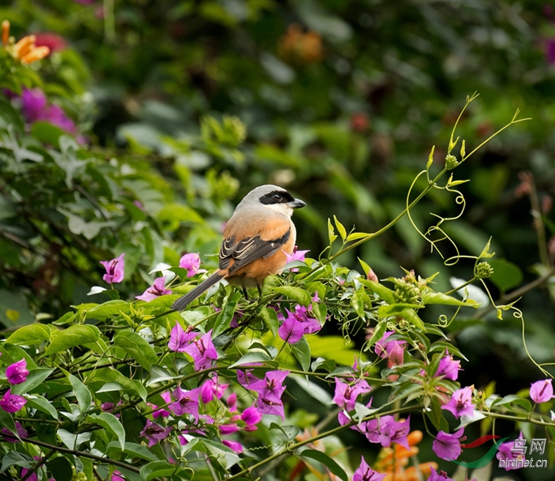 DSC_3468_����.jpg