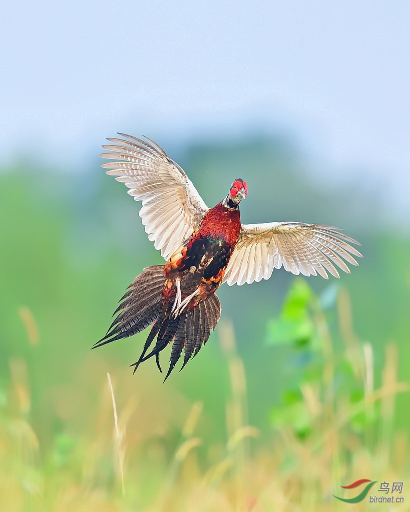 展翅土凤凰(雉鸡)