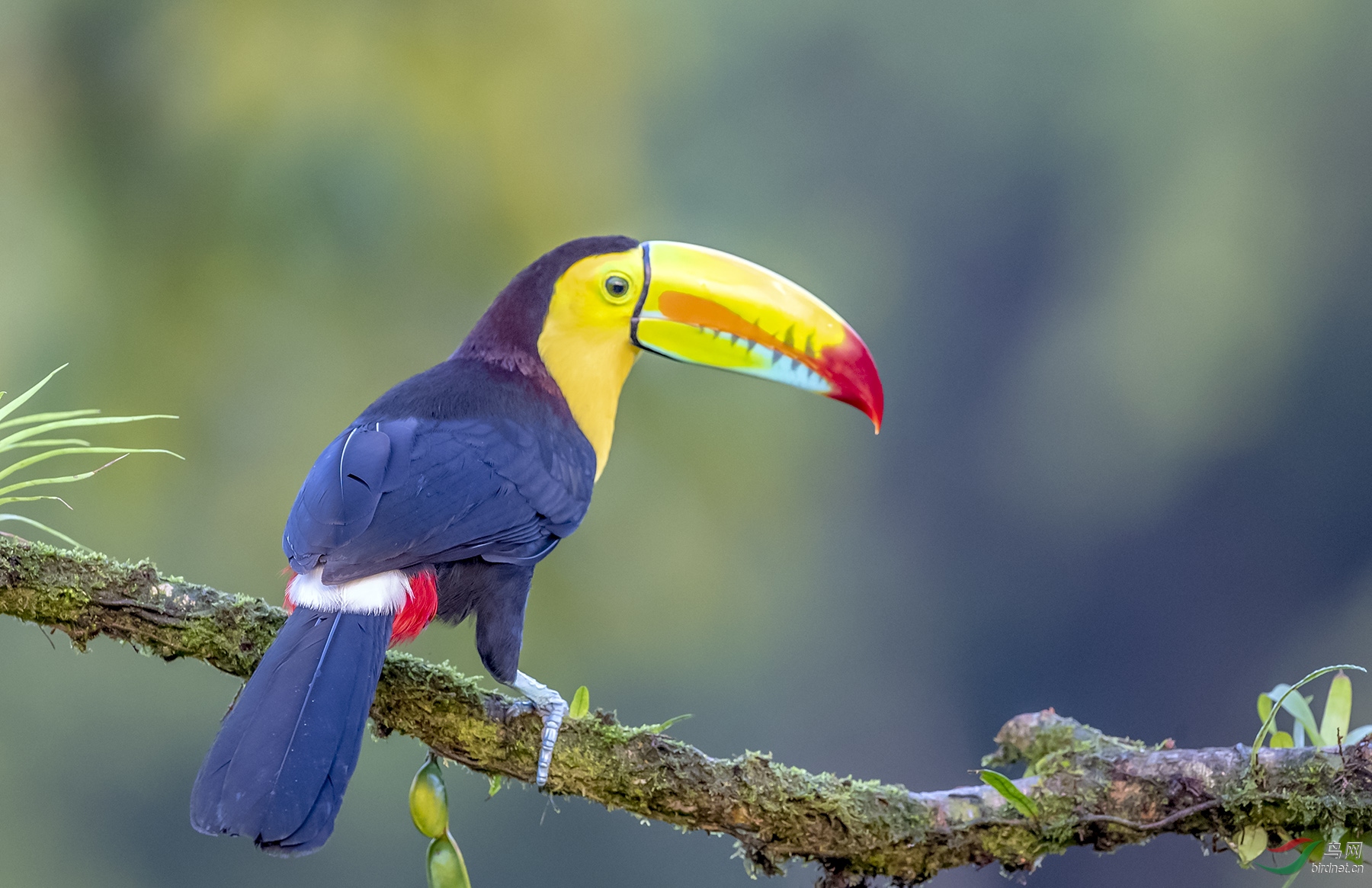 厚嘴巨嘴鸟(祝贺荣获首页鸟类精华)