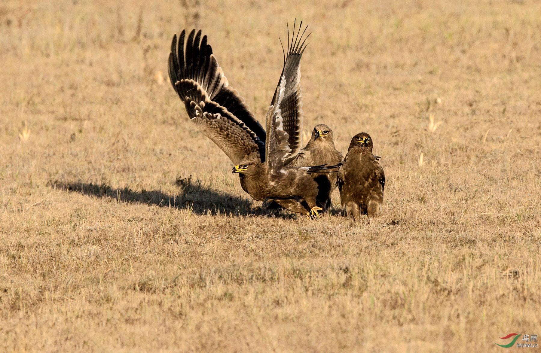 BW4Q1068 - ���� - ���� - ����.jpg