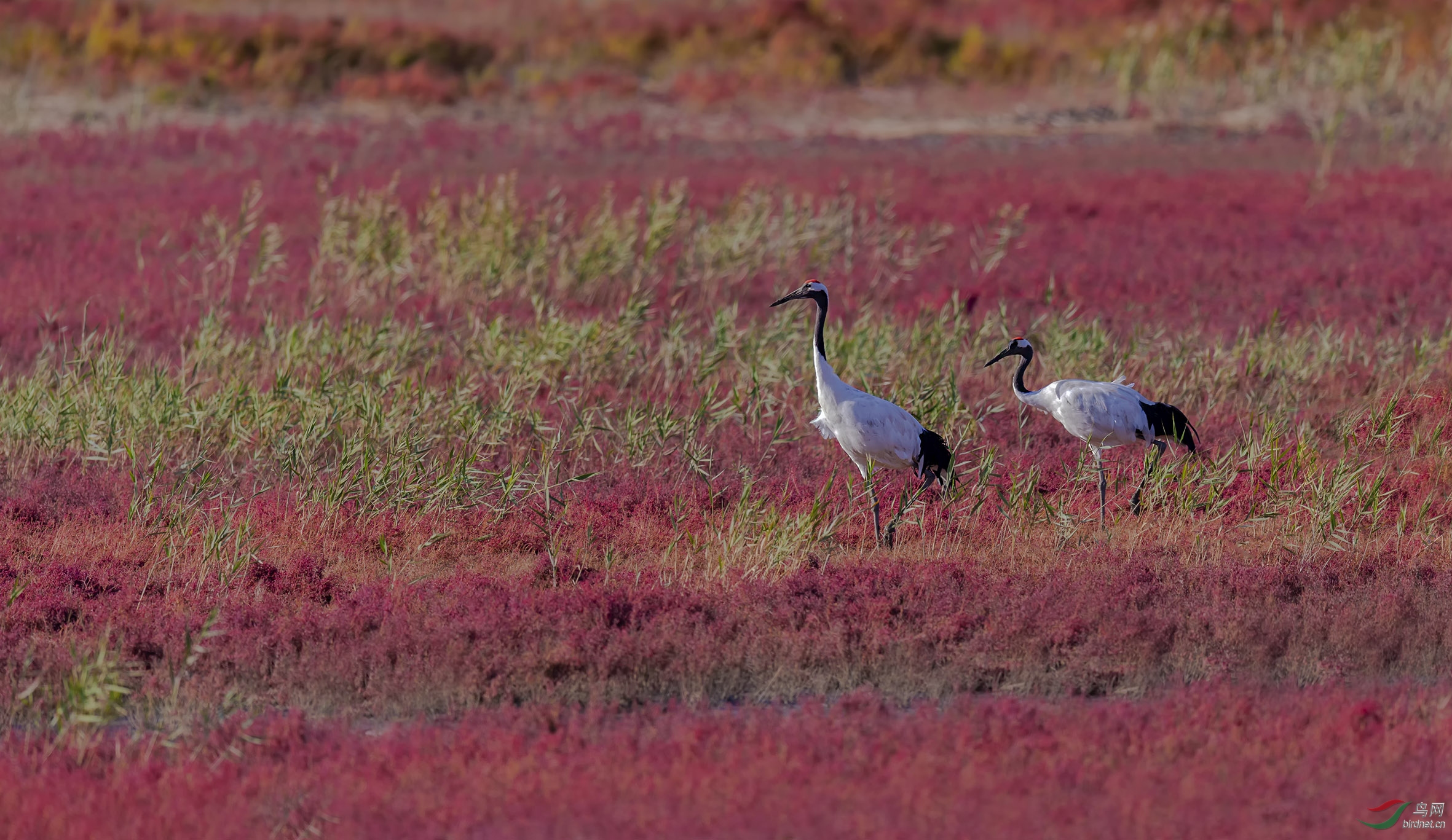 DSC_0234-2.jpg