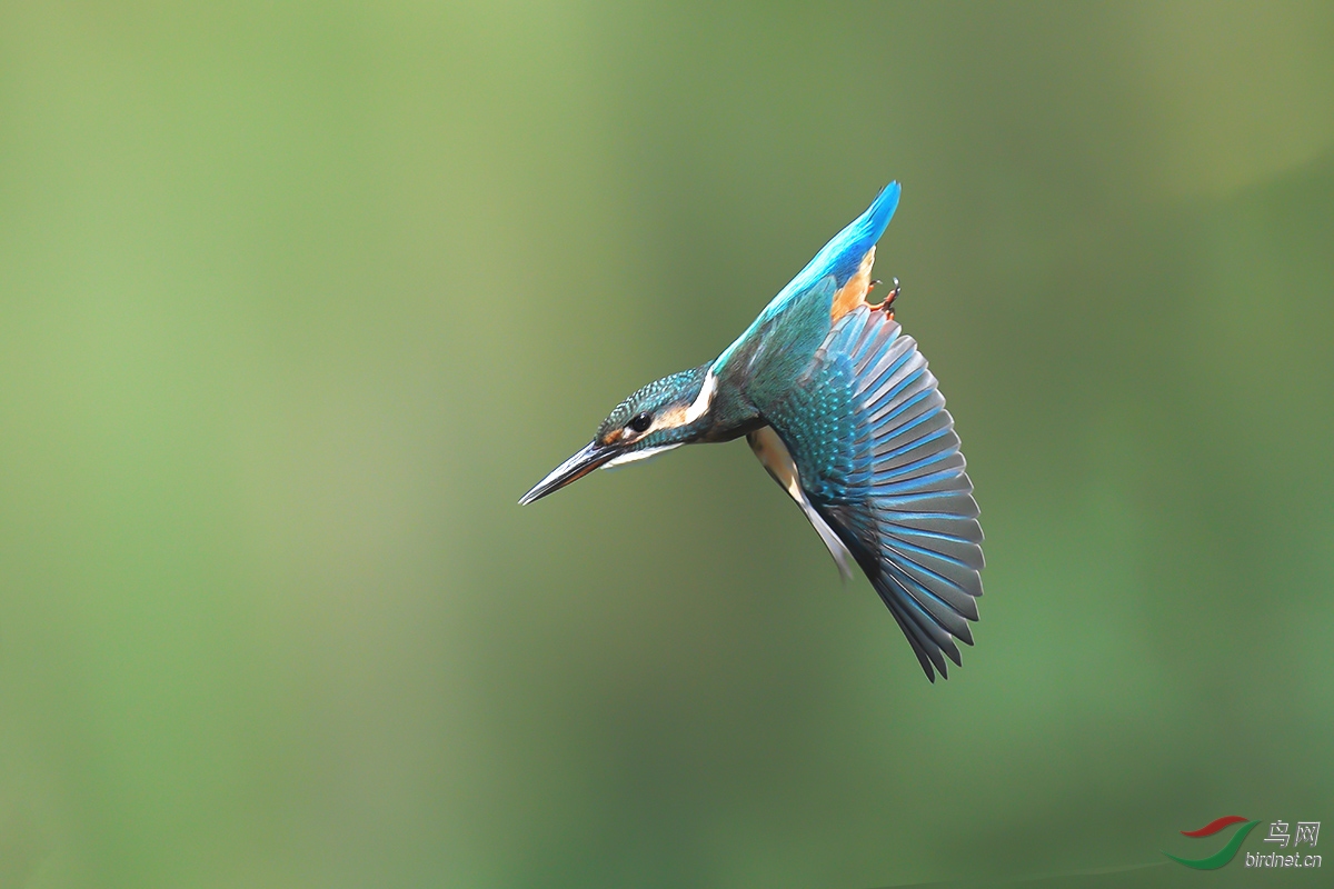 DSC_p5965.jpg