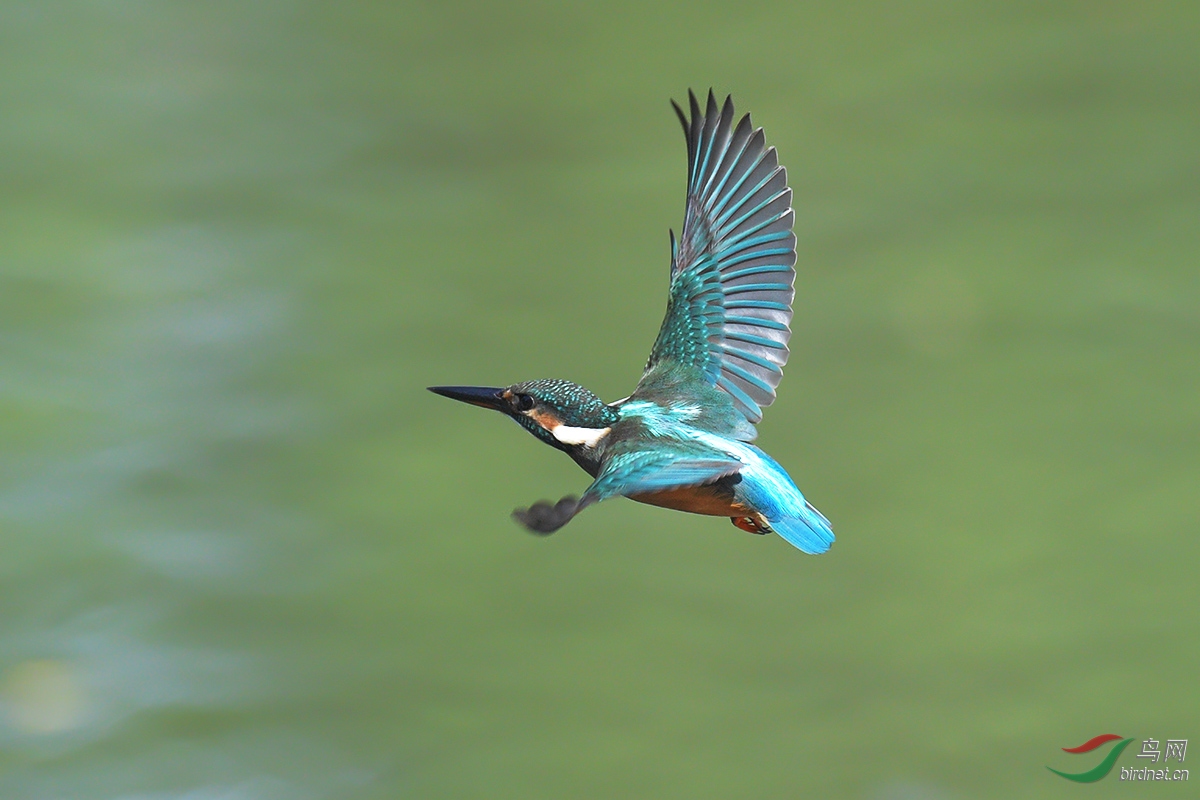 DSC_p6037.jpg