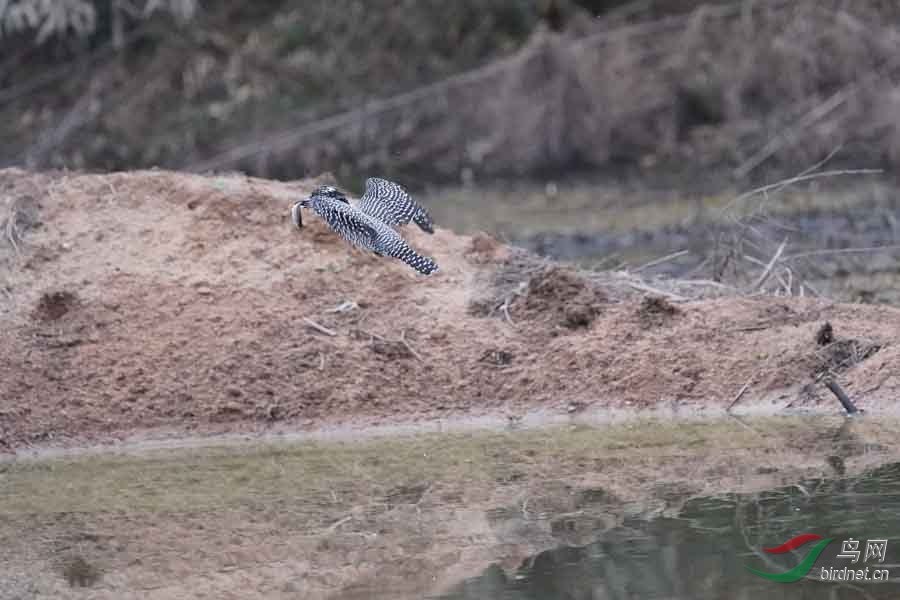 20180224-DSC01016-62 - ����.JPG