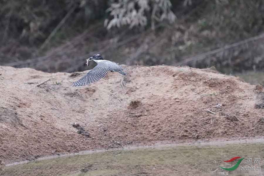 20180224-DSC01020-66 - ����.JPG