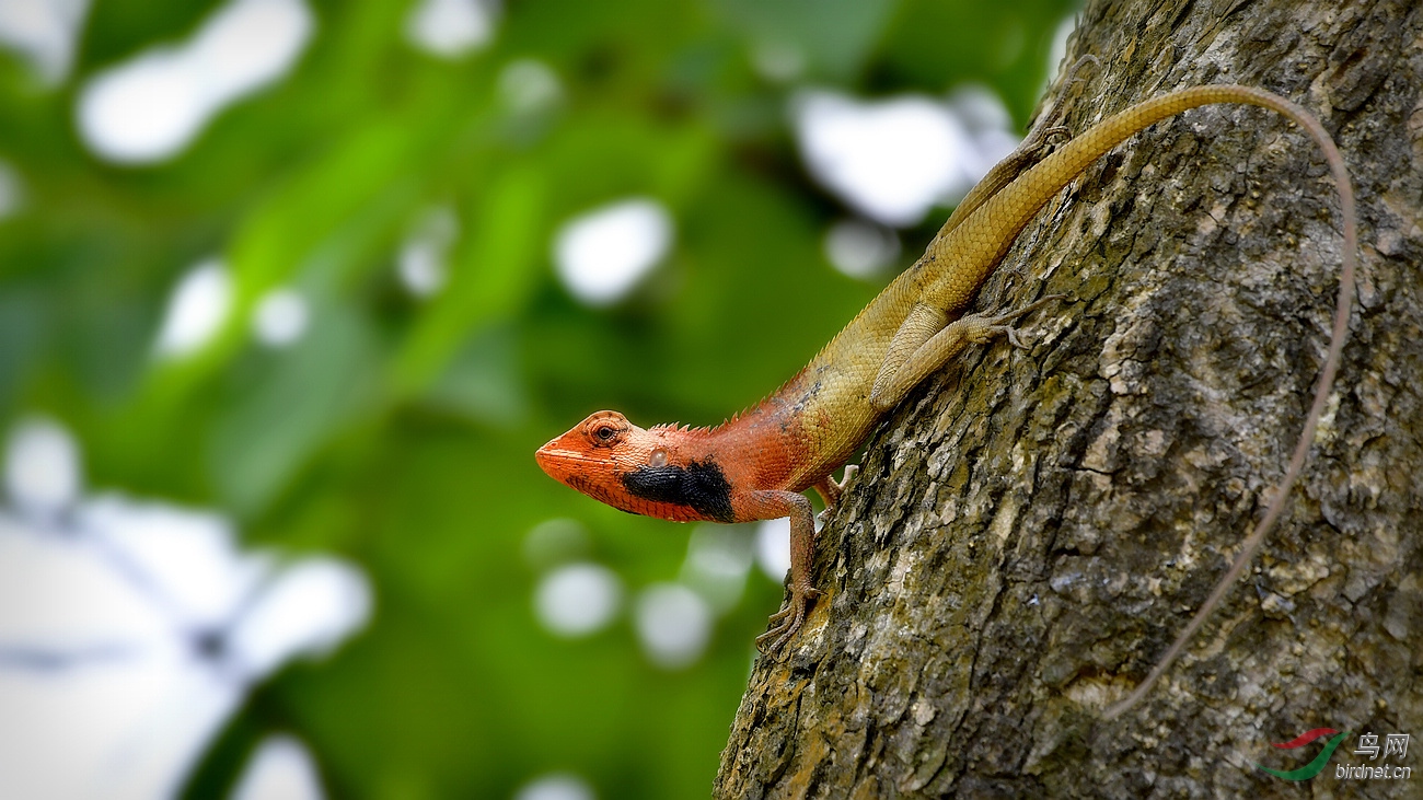 _DSC0080 - ����.JPG