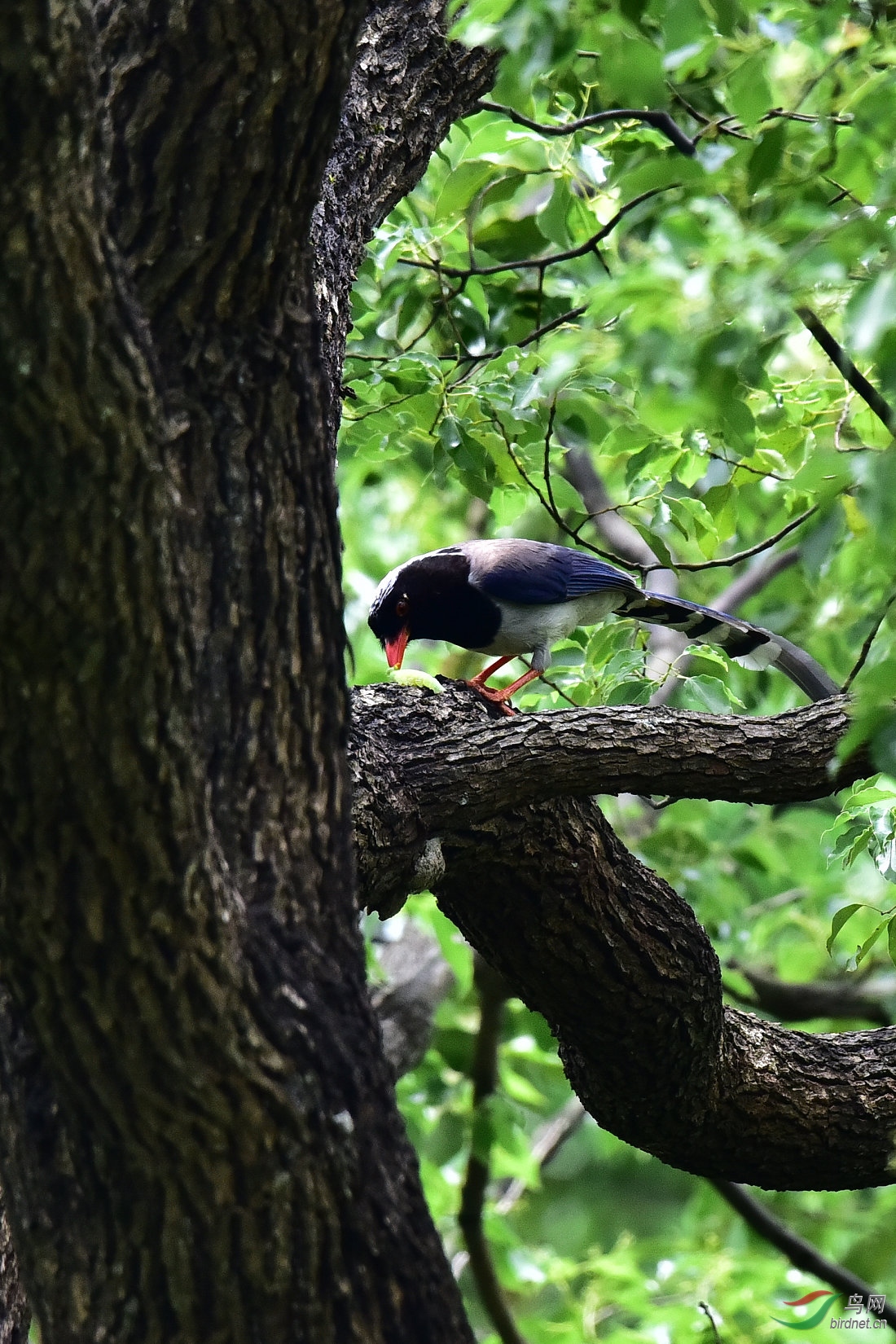 DSC_0523.JPG