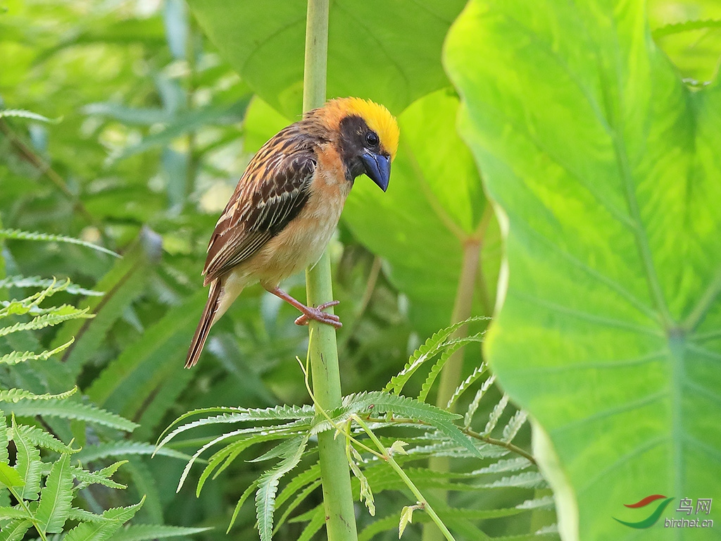 黄胸织布鸟