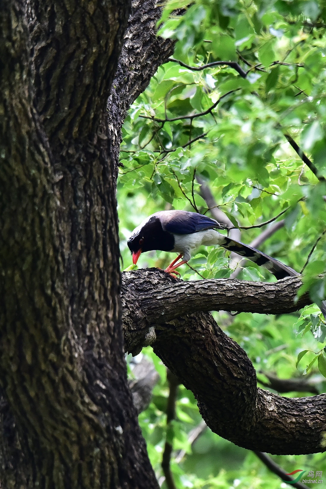 DSC_0525.JPG