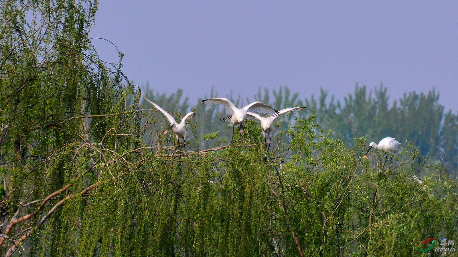 DSC_6272.JPG