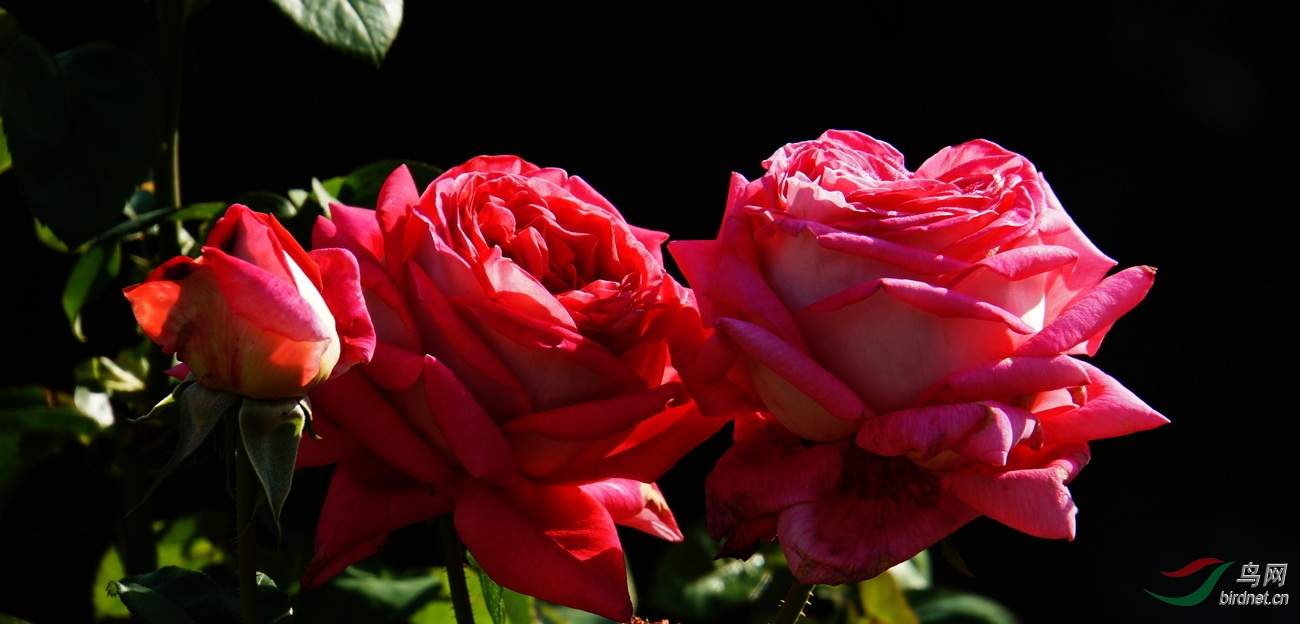 DSC09100.JPG