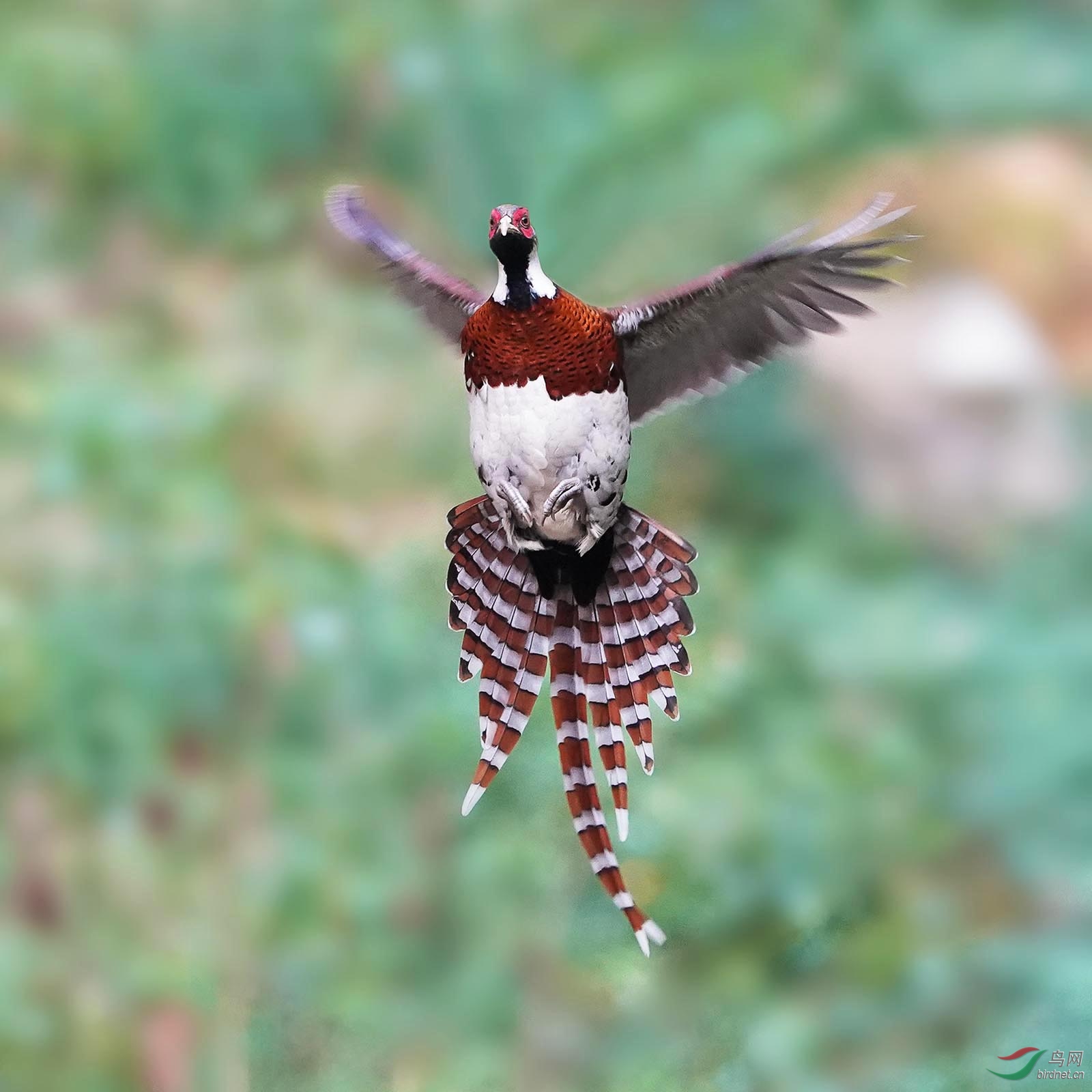 DSC06116 ����.jpg