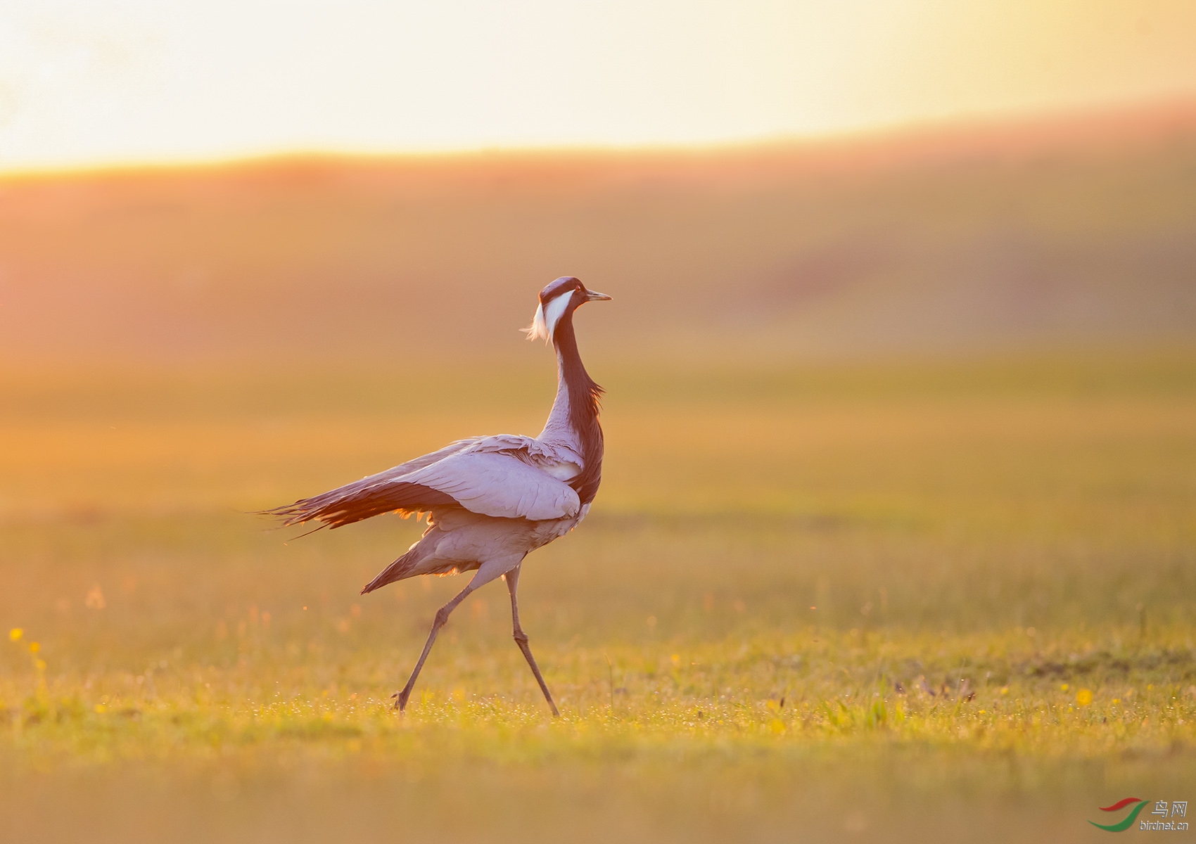 晨鹤漫步【荣获本版佳作】