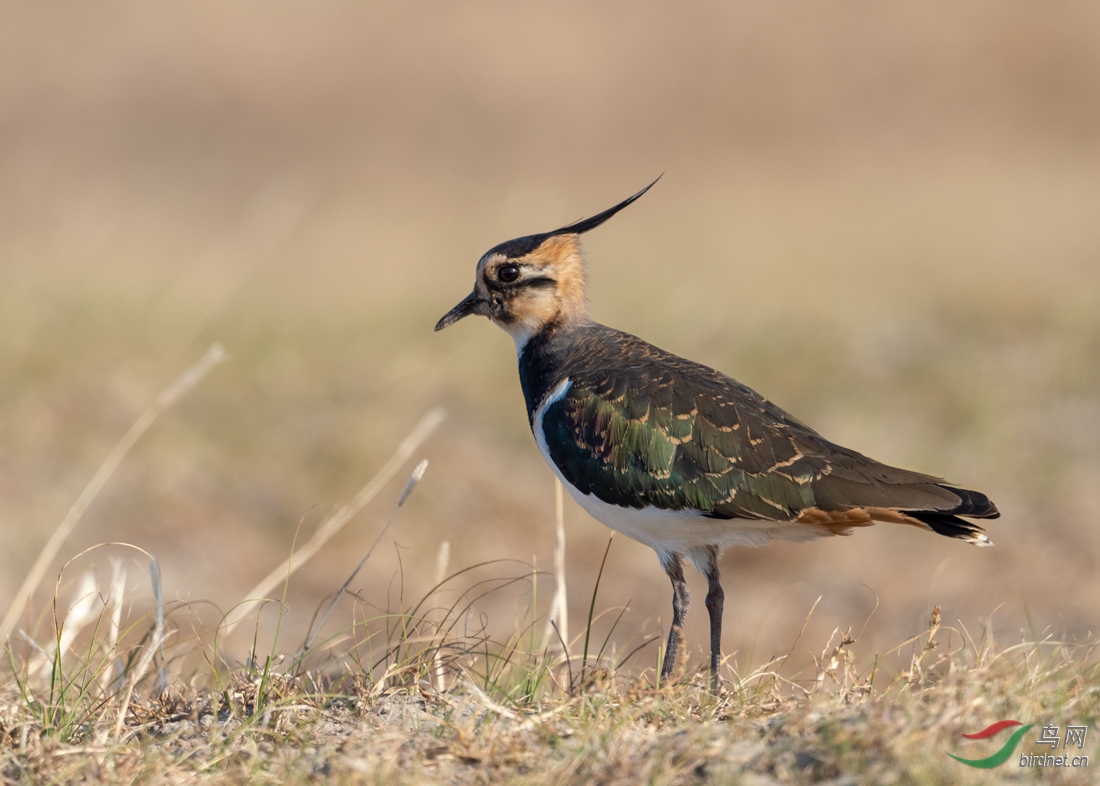 _DSC6731---.jpg