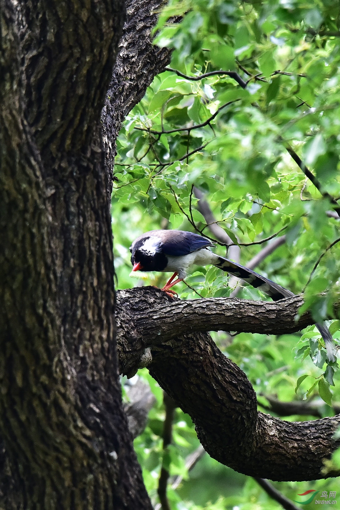 DSC_0528.JPG