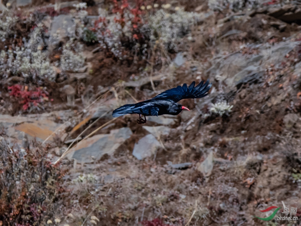 _DSC1734.jpg