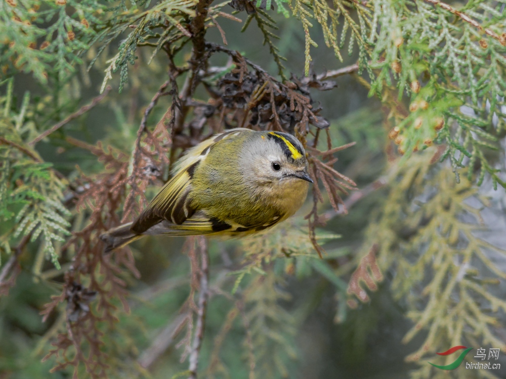 DSC_1975.jpg