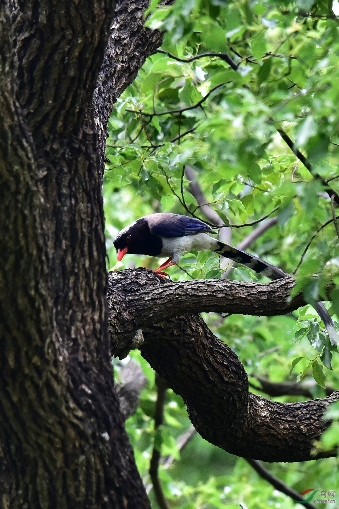 DSC_0529.JPG