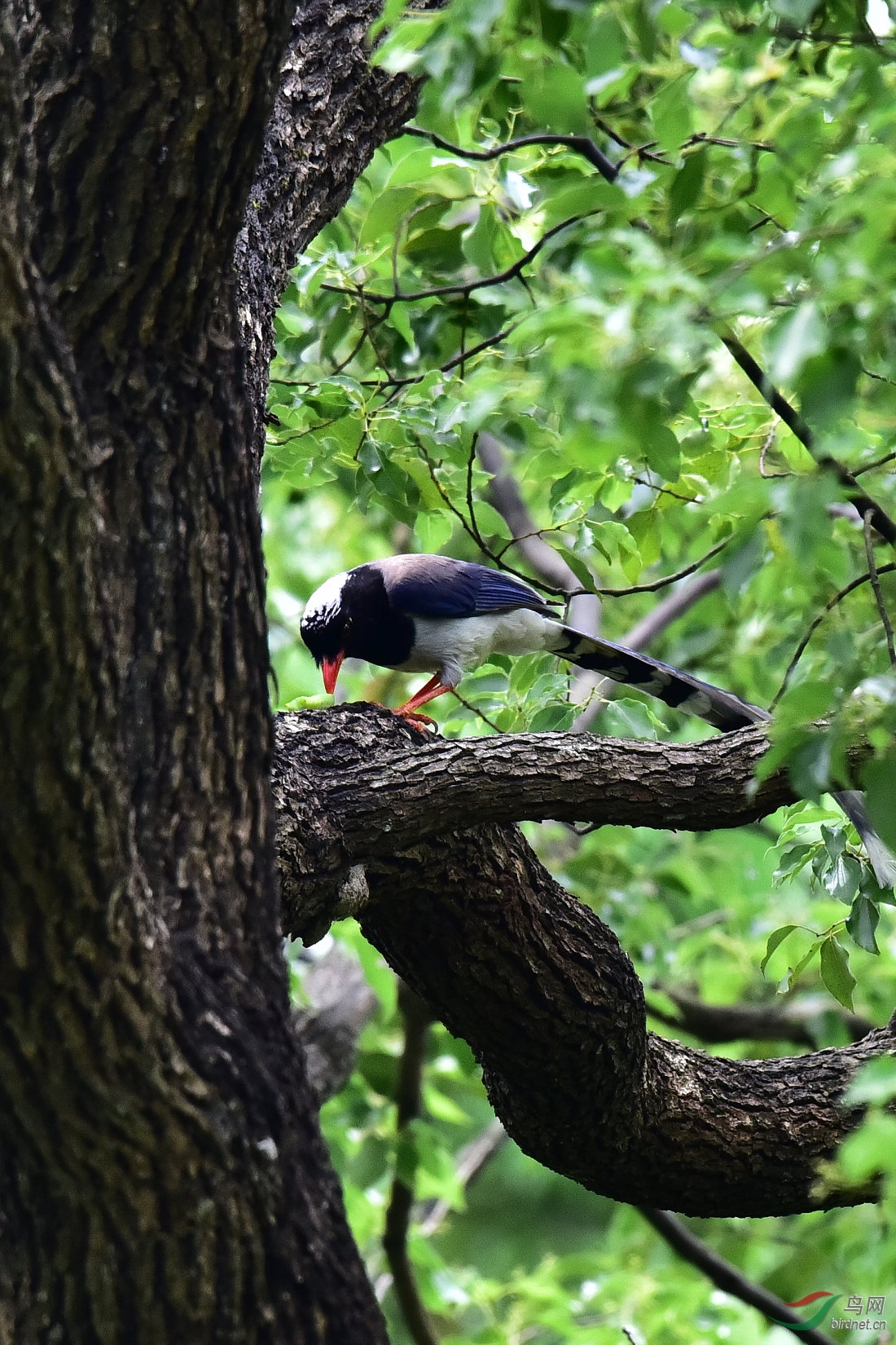 DSC_0530.JPG