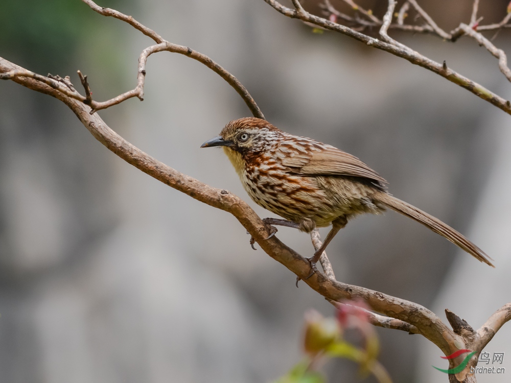 DSC_2683.jpg