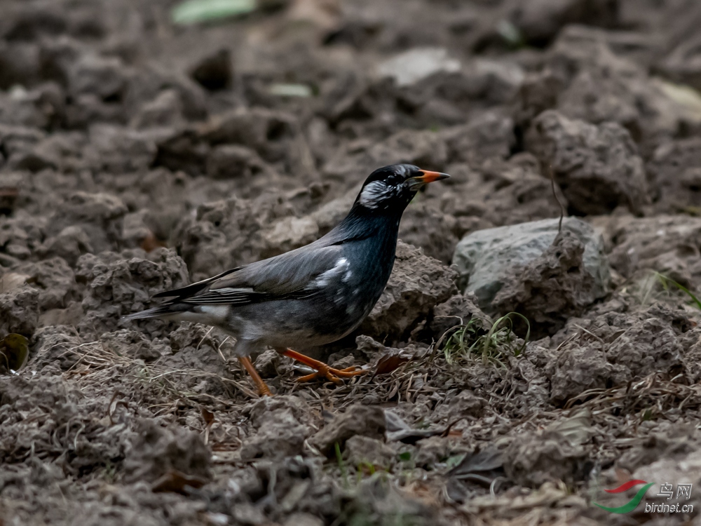 DSC_9275.jpg