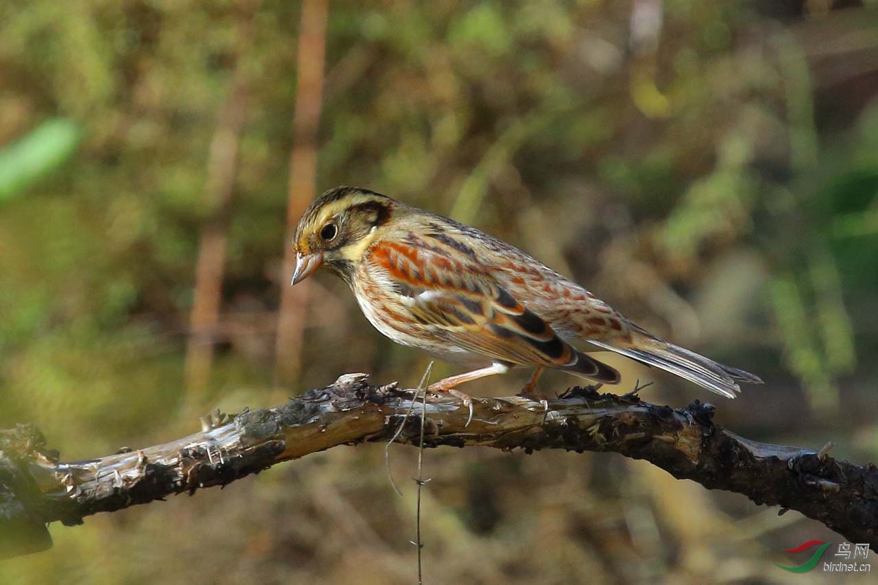 [林鳥] 田鵐-----又增加了一個新鳥種