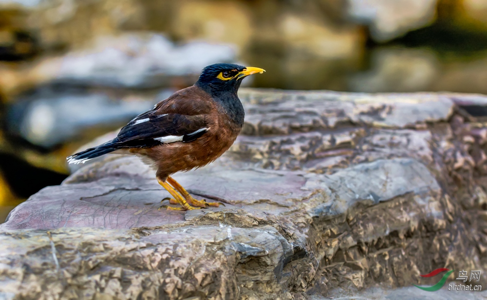 DSC_8729.jpg