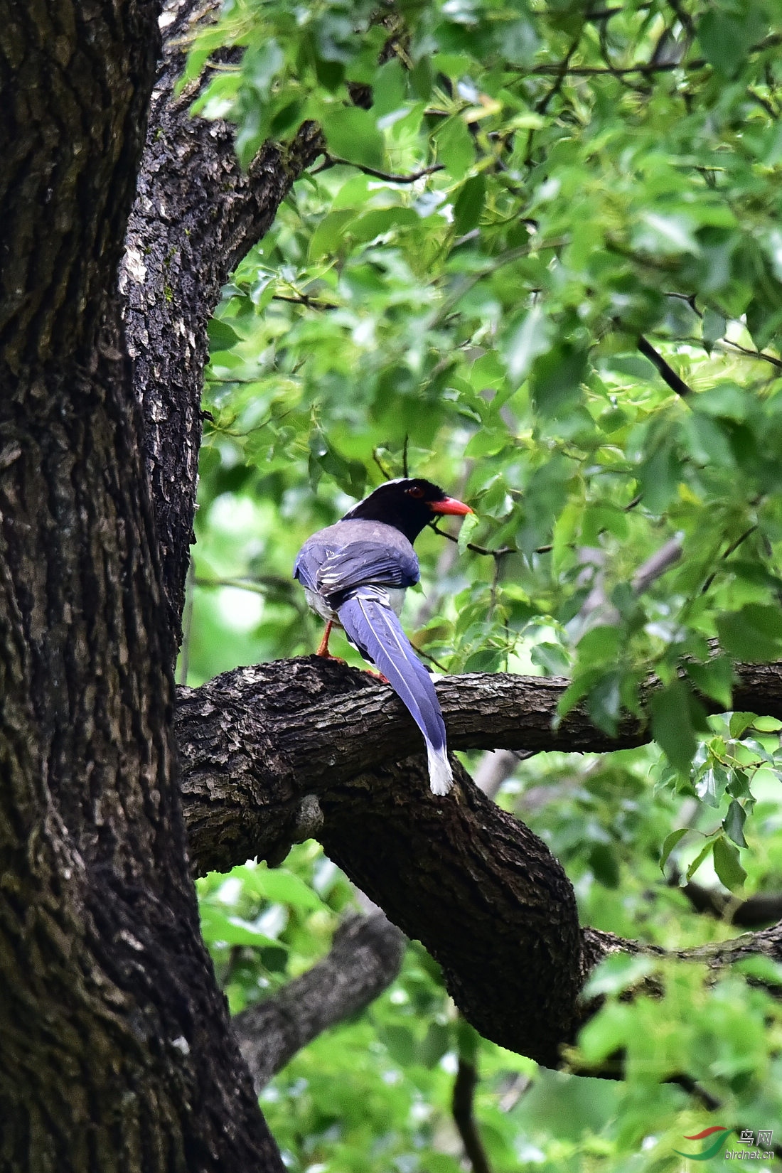 DSC_0545.JPG