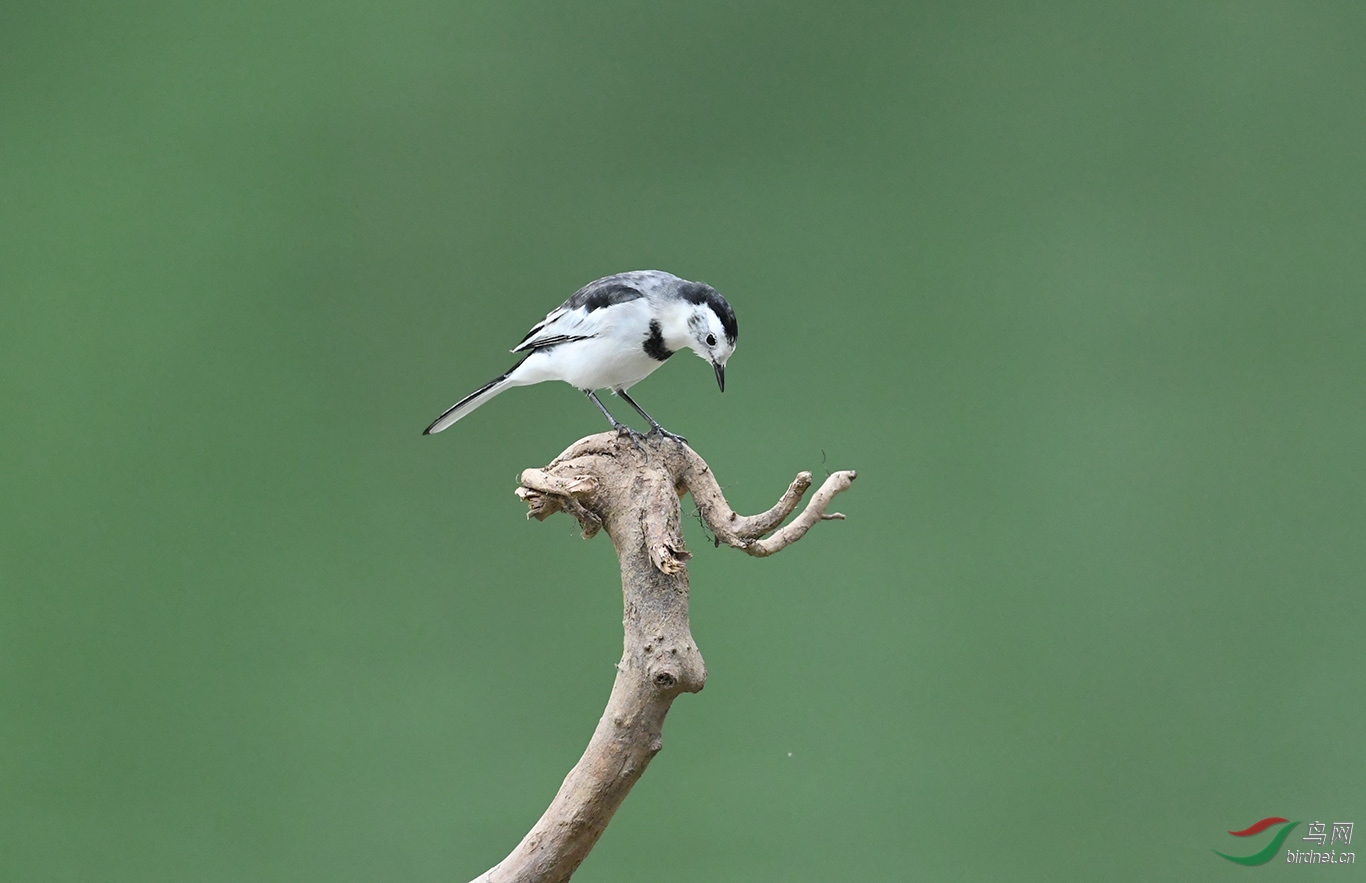 DSC_6377.JPG
