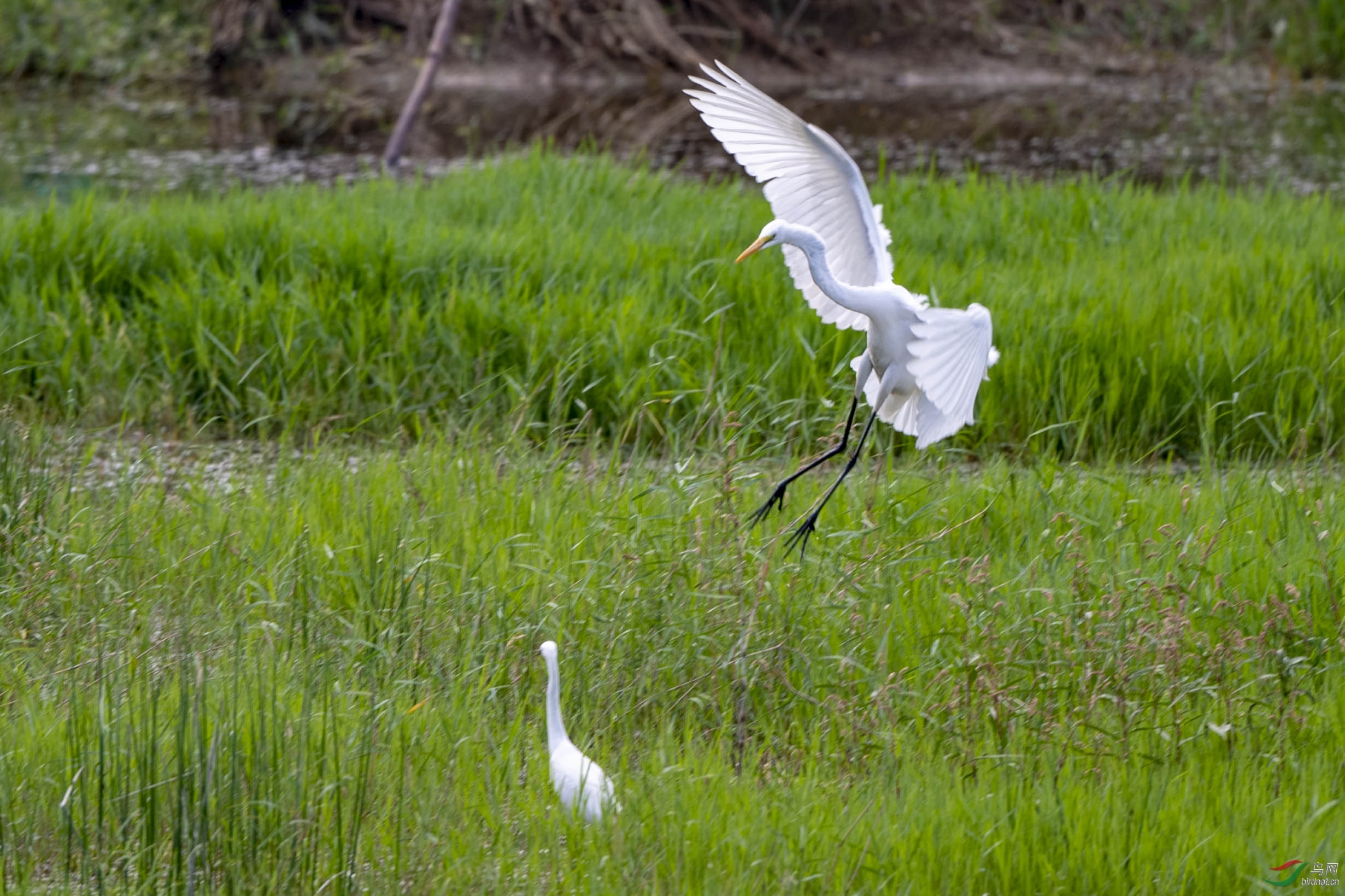 D50_4591.jpg