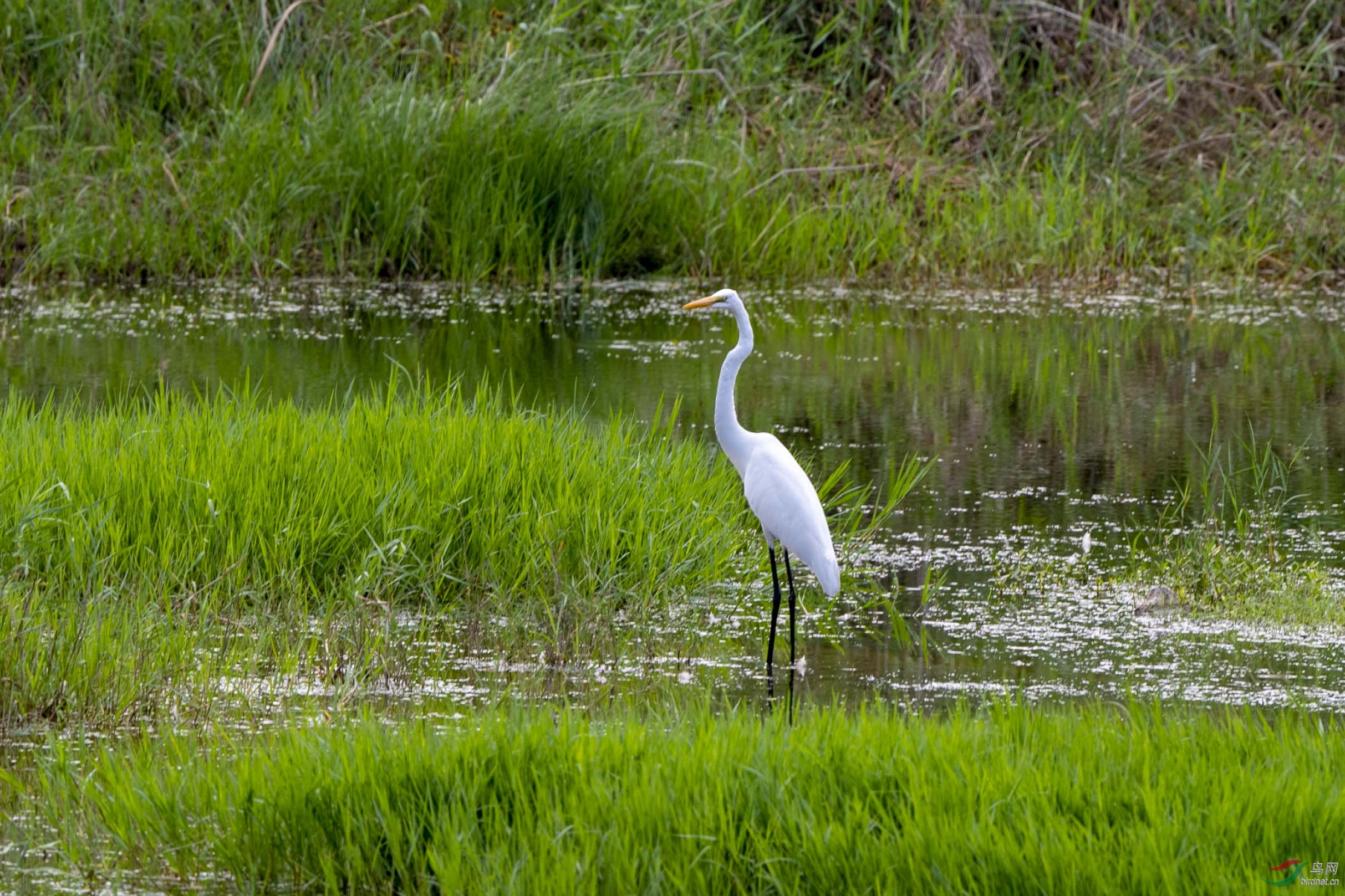 D50_4585.jpg