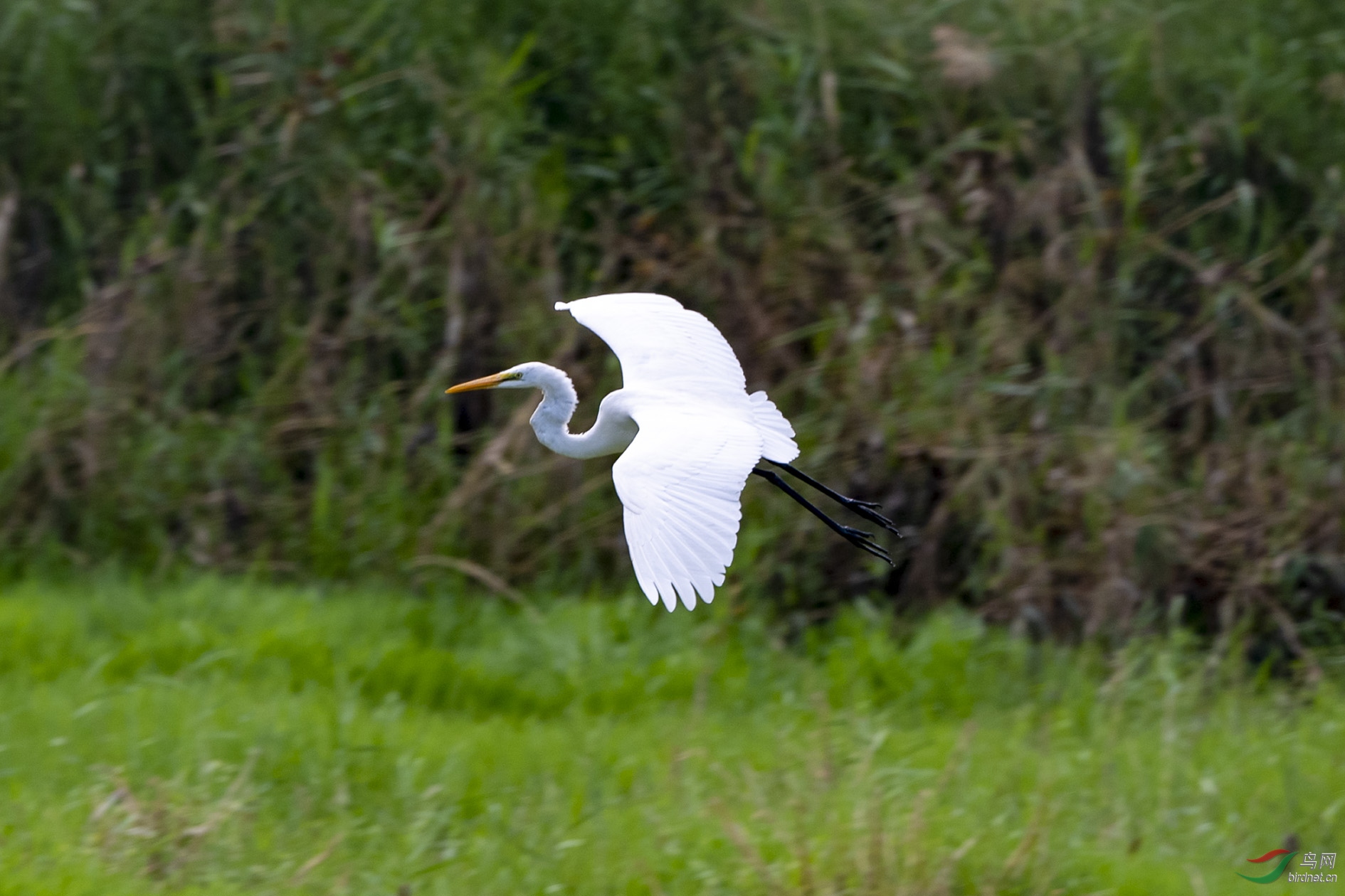 D50_4587.jpg