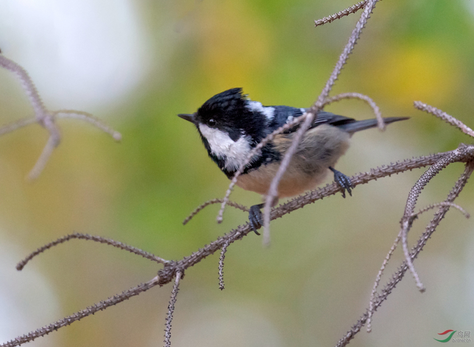 _16A2089  01_����.jpg