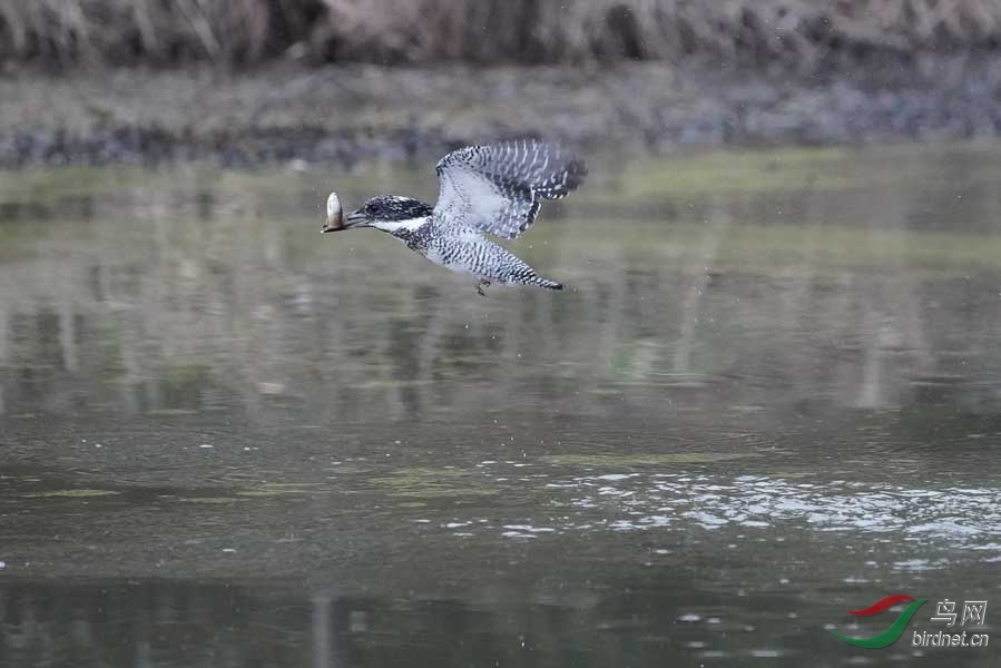 20180224-DSC00991-37 - ����.JPG