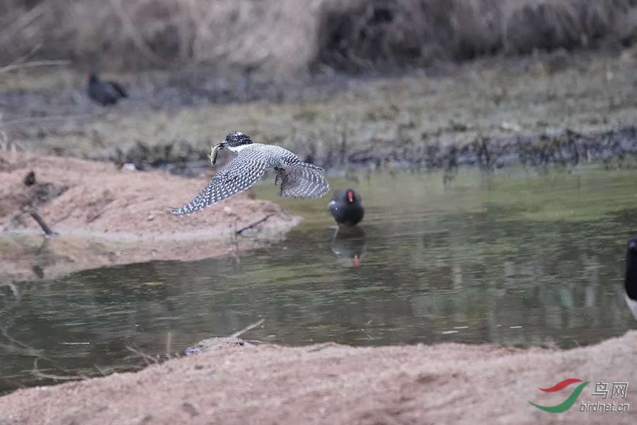 20180224-DSC01008-54 - ����.JPG