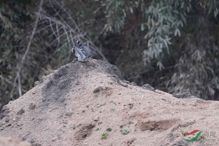 20180224-DSC01047-93 - ����.JPG