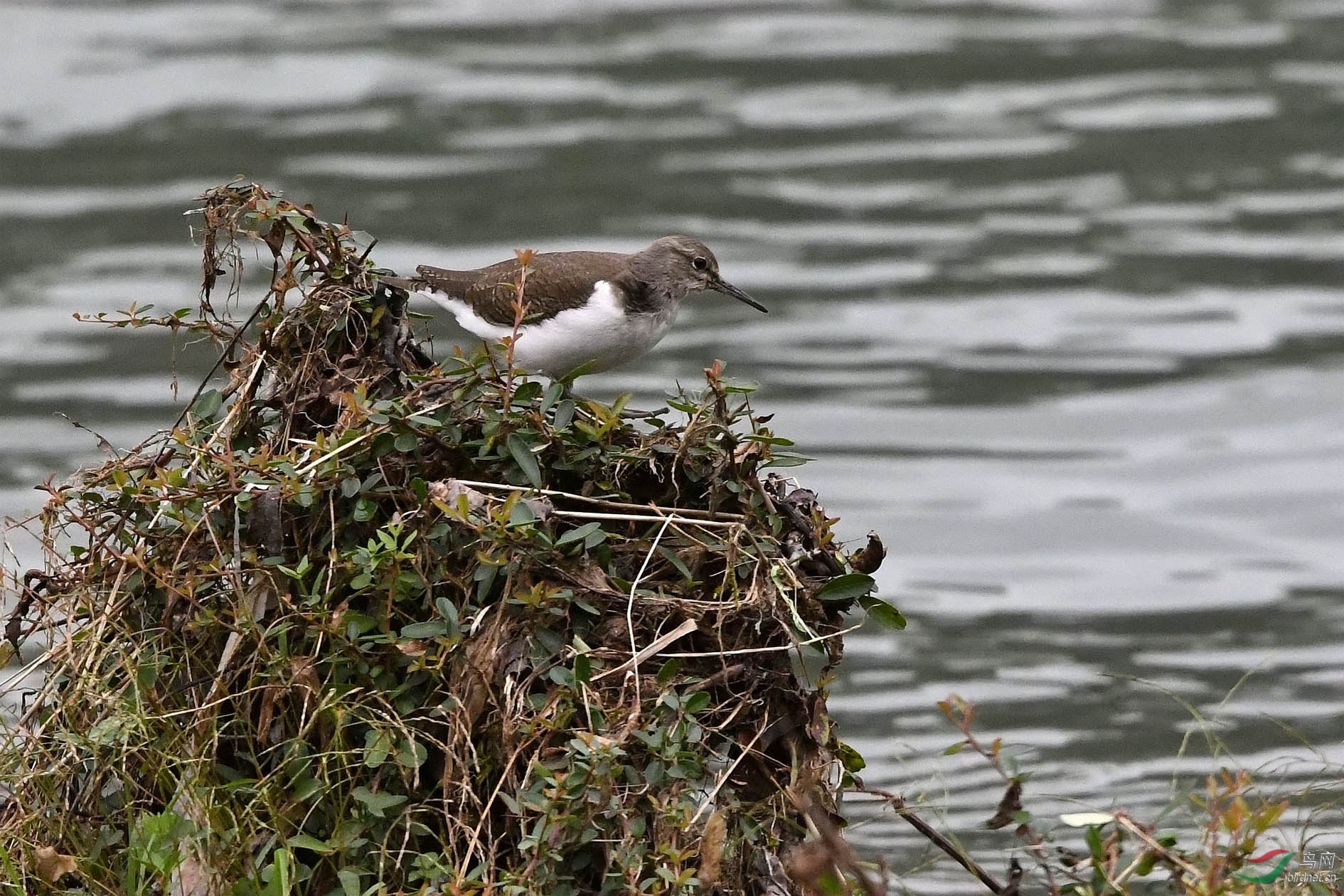 NIKON CORPORATION_NIKON D500_5317968-5320721_000.JPG