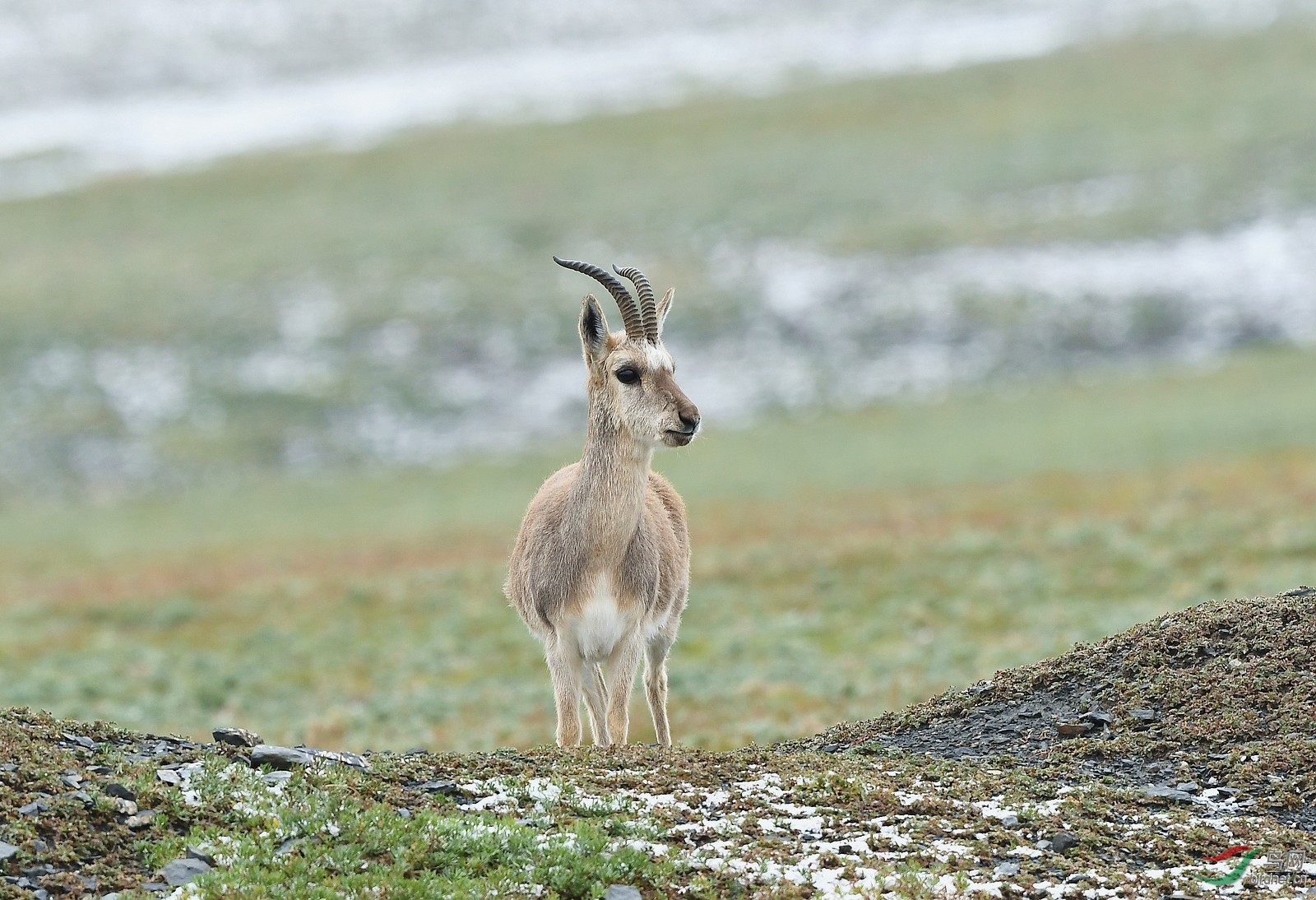 小公羊祝贺首页精华