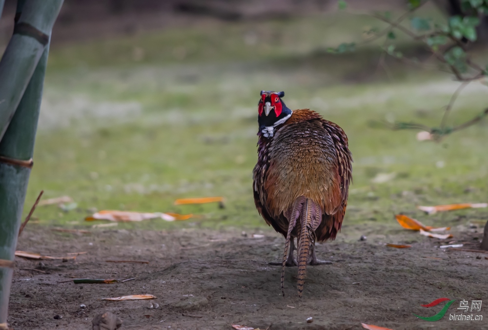 DSC_6331.jpg