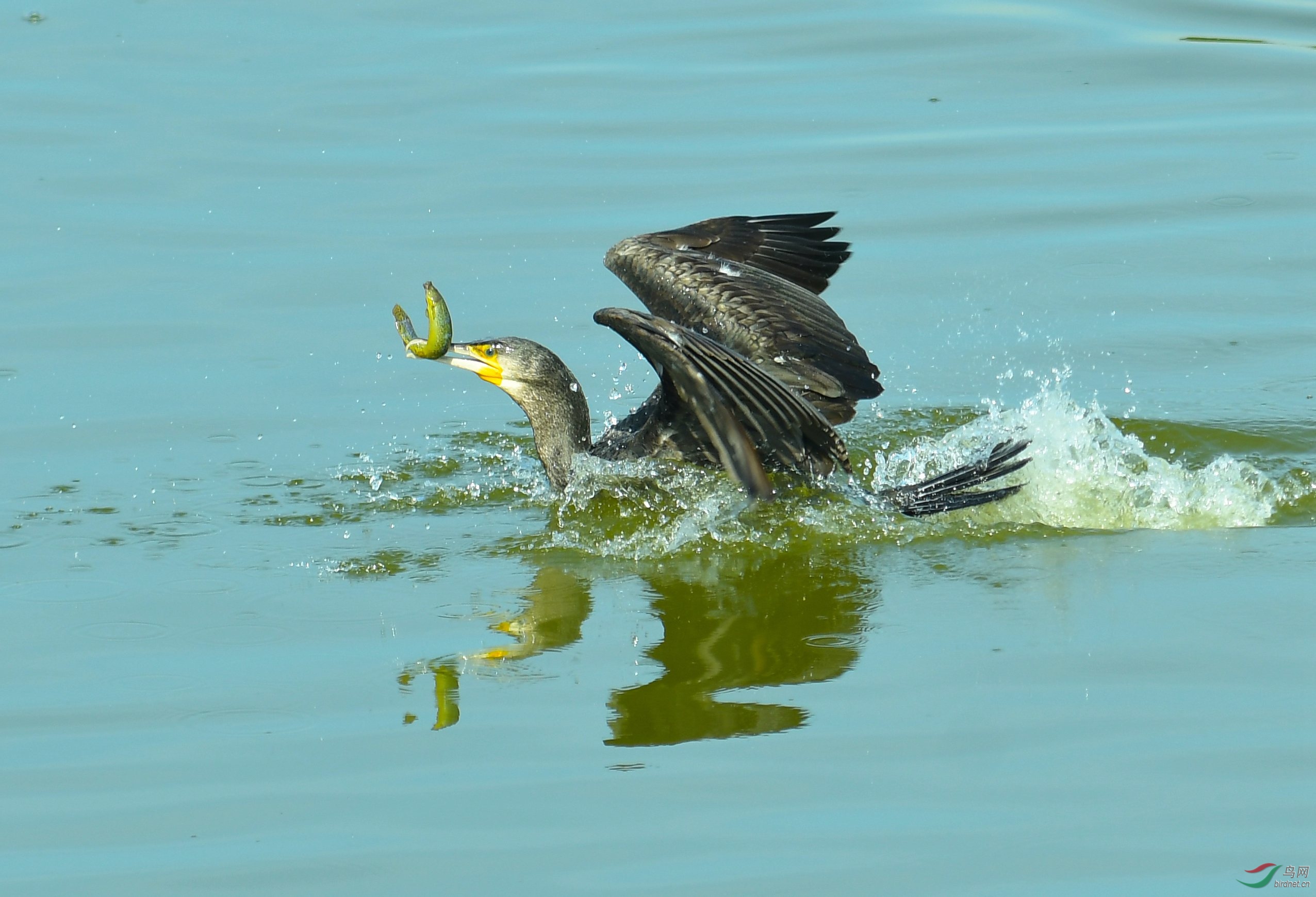 DSC_9276.JPG